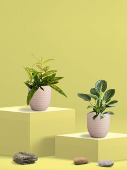 Greenkin - Bamboo Gold Plant & Birkin Plant in Eco Pot (Pack of 2)