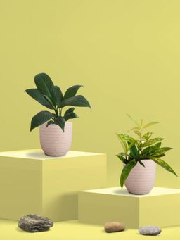 Greenkin - Bamboo Gold Plant & Peace Lily Plant in Eco Pot (Pack of 2)