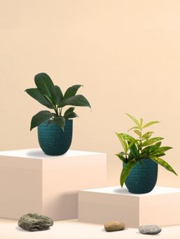 Greenkin - Bamboo Gold Plant & Peace Lily Plant in Eco Pot (Pack of 2)