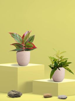 Greenkin - Bamboo Gold Dust Plant & Maroon Plant in Eco Pot (Pack of 2)