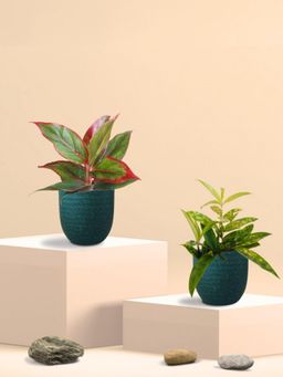 Greenkin - Bamboo Gold Dust Plant & Maroon Plant in Eco Pot (Pack of 2)