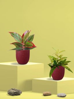 Greenkin - Bamboo Gold Dust Plant & Maroon Plant in Eco Pot (Pack of 2)