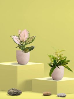 Greenkin - Bamboo Dust Plant & Wishes Plant in Eco Pot (Pack of 2)