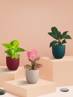 Greenkin - Better Sleep Bedroom Plants (Pack of 3)