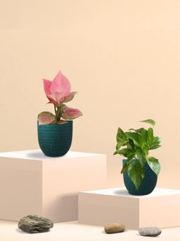 Greenkin - Gold King Plant & Aglaonema Plant in Eco Pot (Pack of 2)