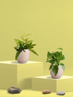 Greenkin - Gold King Plant & Bamboo Dust Plant in Eco Pot (Pack of 2)