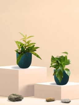 Greenkin - Gold King Plant & Bamboo Dust Plant in Eco Pot (Pack of 2)