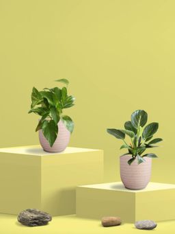 Greenkin - Gold King Plant & Birkin Plant in Eco Pot (Pack of 2)