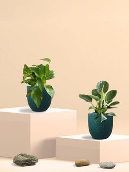 Greenkin - Gold King Plant & Birkin Plant in Eco Pot (Pack of 2)
