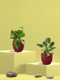 Greenkin - Gold King Plant & Birkin Plant in Eco Pot (Pack of 2)