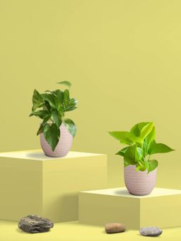 Greenkin - Golden & Gold King Money Plant in Eco Pot (Pack of 2)