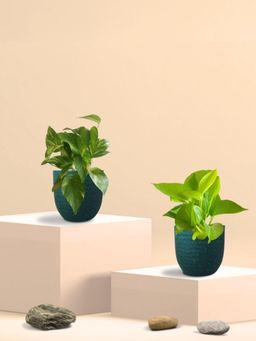 Greenkin - Golden & Gold King Money Plant in Eco Pot (Pack of 2)