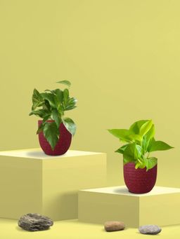 Greenkin - Golden & Gold King Money Plant in Eco Pot (Pack of 2)