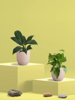 Greenkin - Gold King Plant & Peace Lily Plant in Eco Pot (Pack of 2)