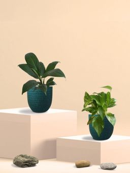 Greenkin - Gold King Plant & Peace Lily Plant in Eco Pot (Pack of 2)