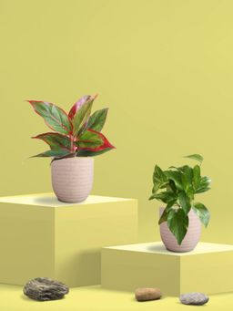 Greenkin - Gold King Plant & Aglaonema Maroon Plant in Eco Pot (Pack of 2)