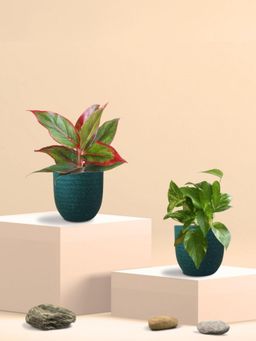 Greenkin - Gold King Plant & Aglaonema Maroon Plant in Eco Pot (Pack of 2)