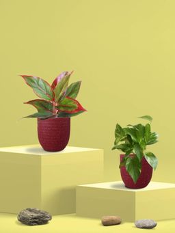 Greenkin - Gold King Plant & Aglaonema Maroon Plant in Eco Pot (Pack of 2)