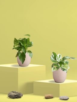 Greenkin - Gold King & Njoy Money Plant in Eco Pot (Pack of 2)