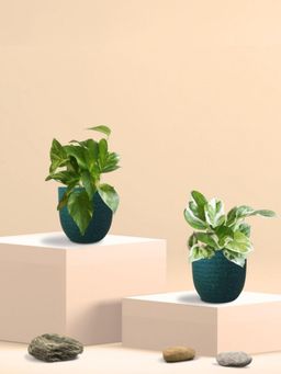 Greenkin - Gold King & Njoy Money Plant in Eco Pot (Pack of 2)