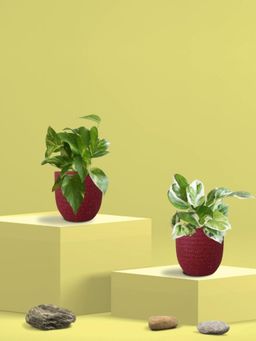 Greenkin - Gold King & Njoy Money Plant in Eco Pot (Pack of 2)