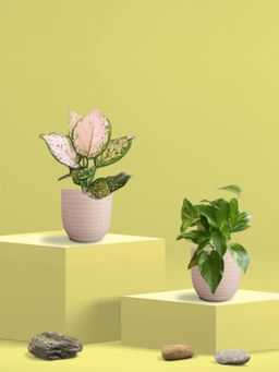 Greenkin - Gold King Plant & Wishes Plant in Eco Pot (Pack of 2)