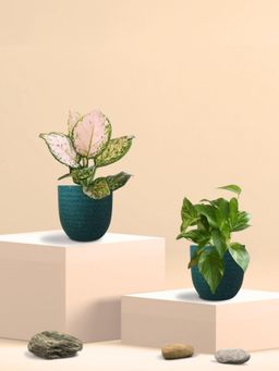 Greenkin - Gold King Plant & Wishes Plant in Eco Pot (Pack of 2)