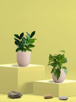 Greenkin - Gold King Plant & ZZ Plant in Eco Pot (Pack of 2)