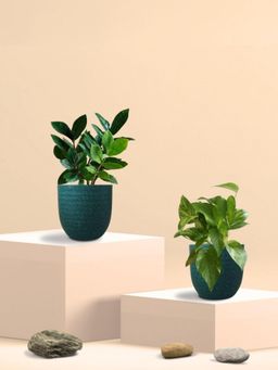 Greenkin - Gold King Plant & ZZ Plant in Eco Pot (Pack of 2)