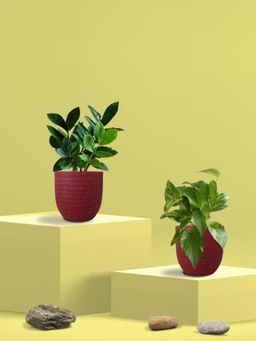 Greenkin - Gold King Plant & ZZ Plant in Eco Pot (Pack of 2)