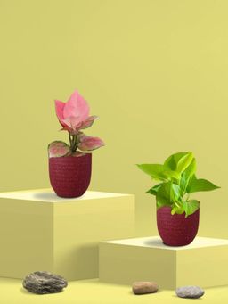 Greenkin - Golden Money Plant & Pink Plant in Eco Pot (Pack of 2)