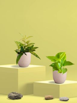 Greenkin - Golden Money Plant & Bamboo Gold Plant in Eco Pot (Pack of 2)