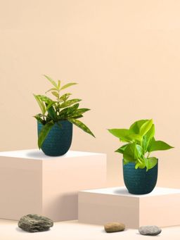 Greenkin - Golden Money Plant & Bamboo Gold Plant in Eco Pot (Pack of 2)
