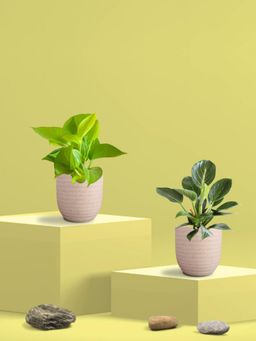 Greenkin - Golden Money Plant & Birkin Plant in Eco Pot (Pack of 2)