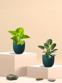 Greenkin - Golden Money Plant & Birkin Plant in Eco Pot (Pack of 2)