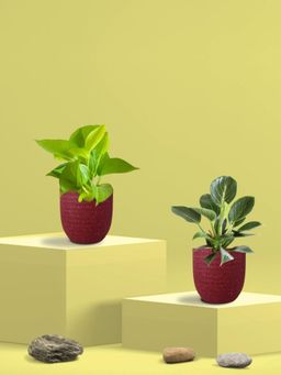 Greenkin - Golden Money Plant & Birkin Plant in Eco Pot (Pack of 2)