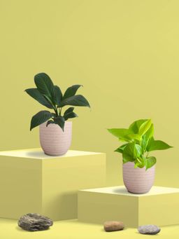 Greenkin - Golden Money Plant & Peace Lily Plant in Eco Pot (Pack of 2)