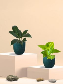 Greenkin - Golden Money Plant & Peace Lily Plant in Eco Pot (Pack of 2)