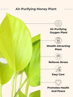 Greenkin - Golden Money Plant & Peace Lily Plant in Eco Pot (Pack of 2)