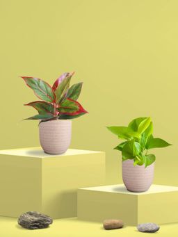 Greenkin - Golden Money Plant & Lipstick Plant in Eco Pot (Pack of 2)
