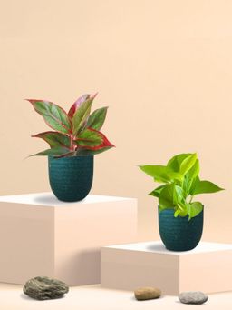 Greenkin - Golden Money Plant & Lipstick Plant in Eco Pot (Pack of 2)