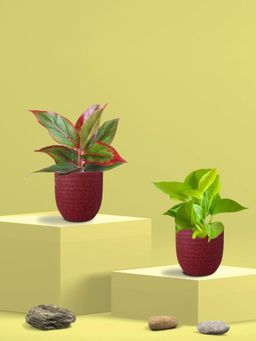 Greenkin - Golden Money Plant & Lipstick Plant in Eco Pot (Pack of 2)