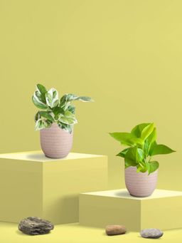 Greenkin - Golden & Njoy Money Plant in Eco Pot (Pack of 2)