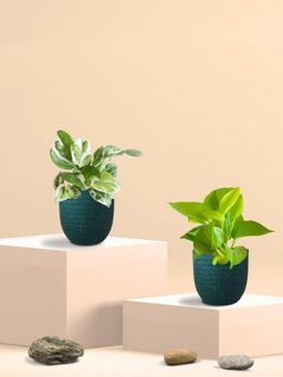 Greenkin - Golden & Njoy Money Plant in Eco Pot (Pack of 2)