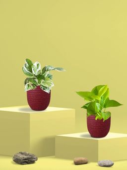 Greenkin - Golden & Njoy Money Plant in Eco Pot (Pack of 2)