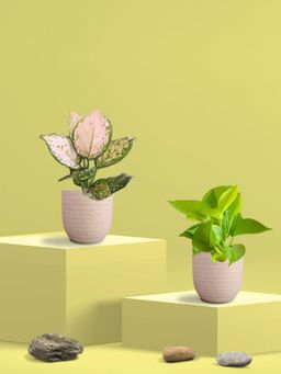 Greenkin - Golden Money Plant & Aglaonema Plant in Eco Pot (Pack of 2)