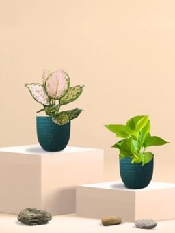 Greenkin - Golden Money Plant & Aglaonema Plant in Eco Pot (Pack of 2)