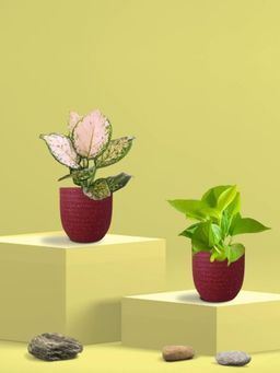 Greenkin - Golden Money Plant & Aglaonema Plant in Eco Pot (Pack of 2)