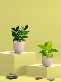 Greenkin - Golden Money Plant & Zamia Plant in Eco Pot (Pack of 2)
