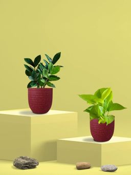 Greenkin - Golden Money Plant & Zamia Plant in Eco Pot (Pack of 2)